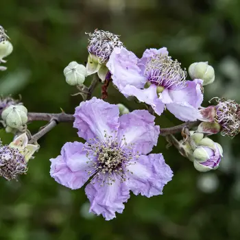 Rubus ulmifolius (1 de 4)