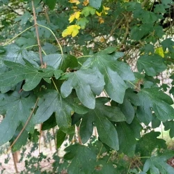 Acer campestre