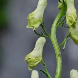 Fotografía Aconitum vulparia (3 de 3)