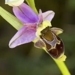 Fotografía Ophrys scolopax