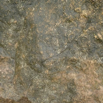 Lyngbya semiplena
