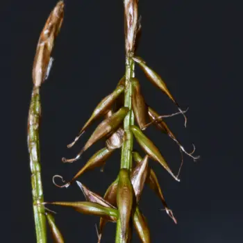 Carex macrostyla
