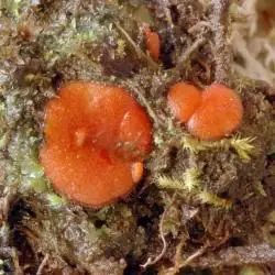 Scutellinia umbrorum
