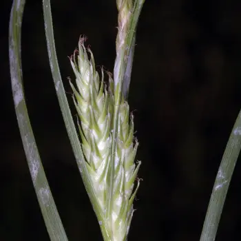 Carex hordeistichos (4 de 5)