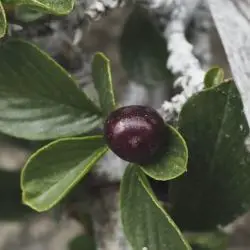Rhamnus pumila subsp. pumila (2 de 3)