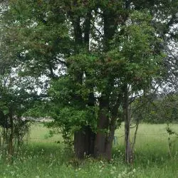 Fotografía Quercus robur (3 de 3)
