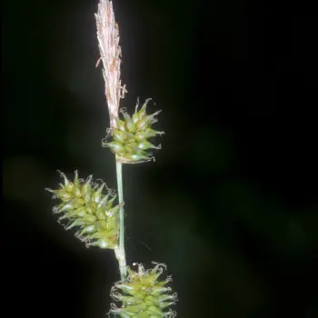 Carex mairei (3 de 6)