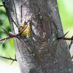 Gleditsia triacanthos, la acacia de tres espinas (1 de 3)