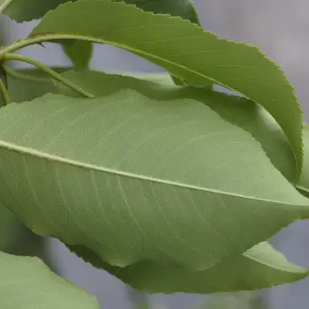 Prunus serotina (4 de 5)