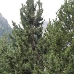 Pinus uncinata (1 de 3)