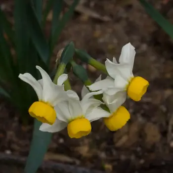 Narcissus tazetta 'Canaliculatus' (1 de 2)