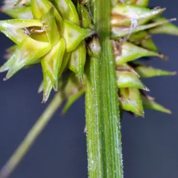 Carex otrubae (3 de 3)