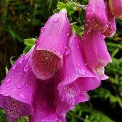 Guía de plantas medicinales