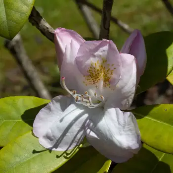 Rhododendron catawbiense 'Gomer Waterer' (1 de 2)