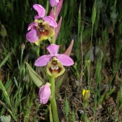 Flor de avispa (Ophrys tenthredinifera)