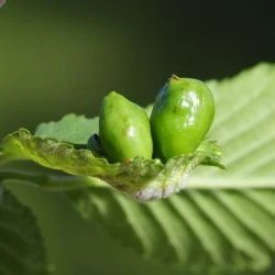 Tetraneura ulmi