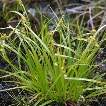 Carex flava (1 de 5)