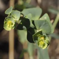 Euphorbia segetalis (2 de 3)