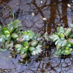 Eichhornia crassipes (3 de 3)