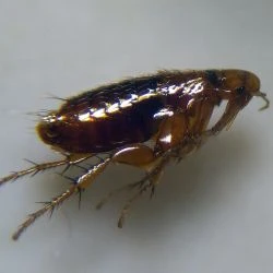 Nosopsyllus fasciatus