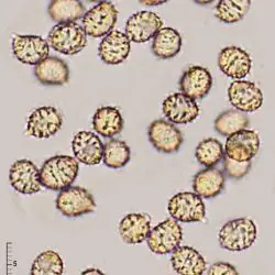 Russula parodorata Sarnari (2 de 3)