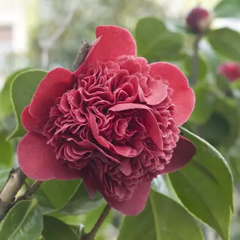 Camellia japonica 'Sangre de Pichón'