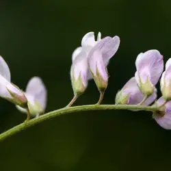 Gallery Vicia pubescens (1 de 3)