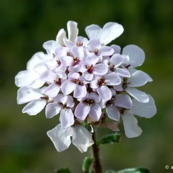 Iberis carnosa subsp. carnosa (4 de 4)