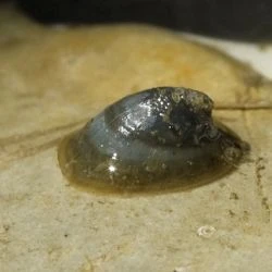 Ancylus fluviatilis