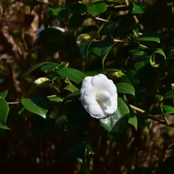 Camellia japonica 'Nuccio's Gem' (2 de 3)