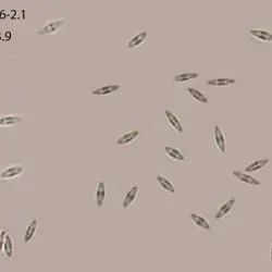 Bryocentria metzgeriae (Ade & Höhn.) Döbbeler (2 de 3)