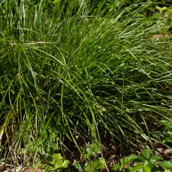 Carex divulsa (1 de 2)