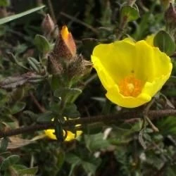 Halimium lasianthum subsp. alyssoides