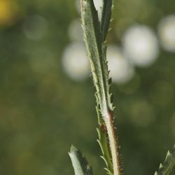 Leucanthemum pallens (2 de 3)