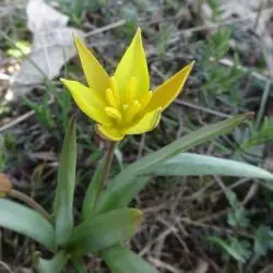 Fotografía Tulipa australis (1 de 3)