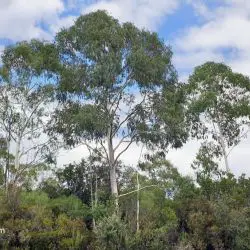Eucalyptus camaldulensis (1 de 3)