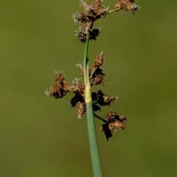 Schoenoplectus lacustris (2 de 2)