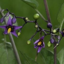Fotografía Solanum dulcamara
