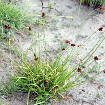 Carex leporina (1 de 3)