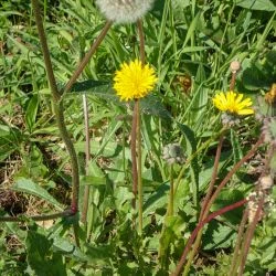 Taraxacum ekmanii
