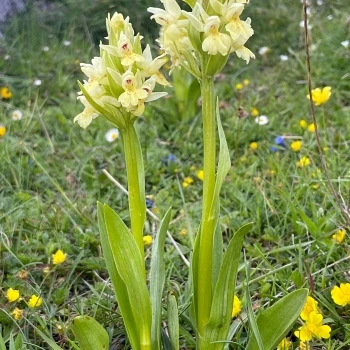Dactylorhiza cantabrica (4 de 5)