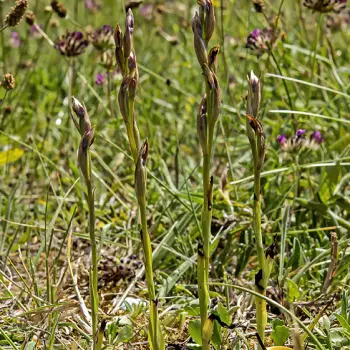 Serapias parviflora (1 de 3)
