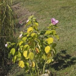 Hibiscus palustris (1 de 3)