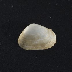 Pseudopythina macandrewi (3 de 3)