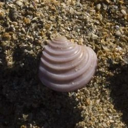 Clausinella fasciata