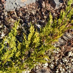 Fotografía Juniperus sabina (1 de 3)