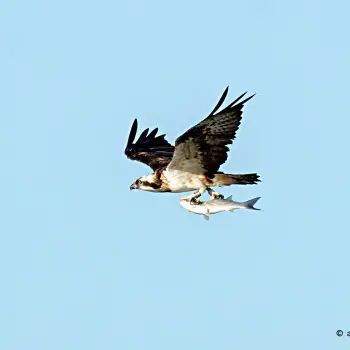 Águila pescadora (Pandion haliaetus) (1 de 2)