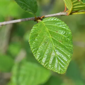 Alnus alnobetula subsp. crispa (2 de 6)