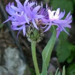 Centaurea montana (2 de 2) 