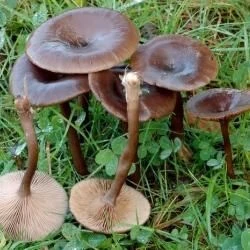 Pseudoclitocybe cyathiformis